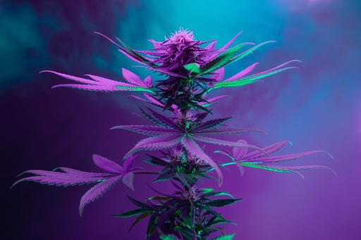 420 Natural 22/1 CA GG4